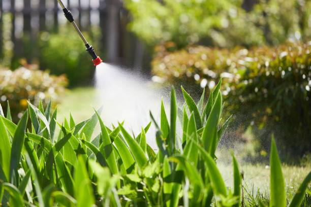 24/7 Emergency Termite Control experts in Loomis, CA
